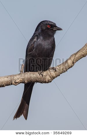 Drongo forcella-tailed nel parco nazionale di Etosha, Namibia