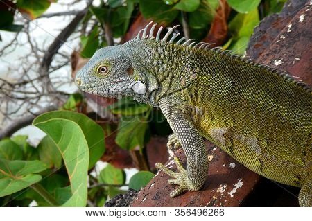 Wild iguana in close-up on wooden ground