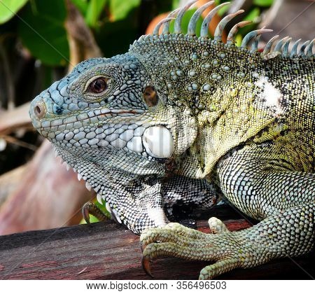 Iguana in close-up sits on wooden ground