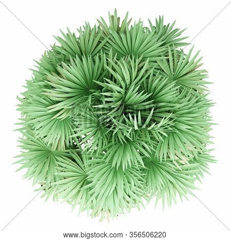 Thatch Palm Tree Isolated On White Background. Top View. 3d Illustration