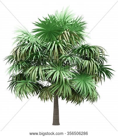 Thatch Palm Tree Isolated On White Background. 3d Illustration