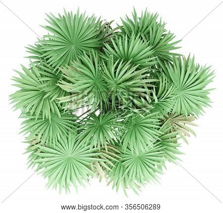 Thatch Palm Tree Isolated On White Background. Top View. 3d Illustration