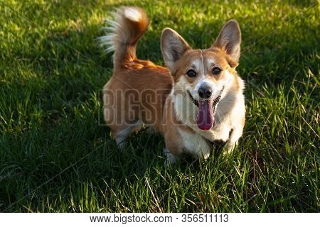 Pembroke Welsh Corgi, Welsh Corgi Jumping Outdoors Lifestyle Purebreed Welsh Corgi Play Outdoor