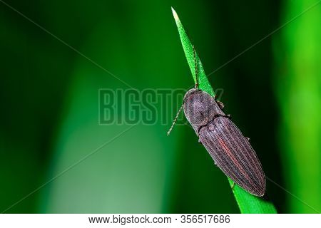 Gray Beetle On The Grass On A Green Background