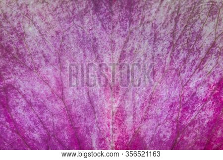 Purple Rose Flower Petal Macro Closeup With Symmetric Nervation As Background