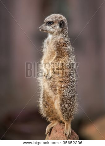 Животный мир в Африке: Бдительный Meercat
