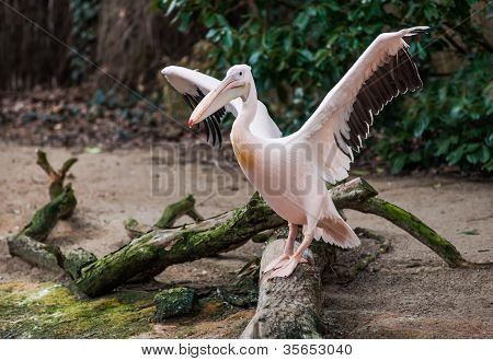 Great White Pelican With Extended Wings