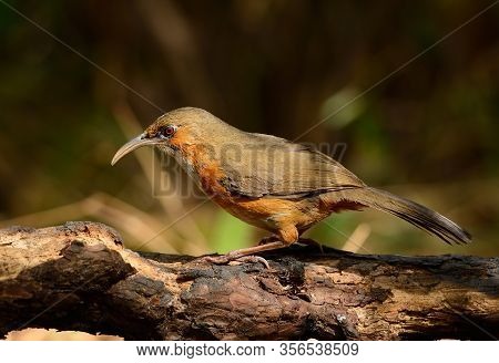 Beatiful Rusty-cheeked Scimitar-babbler (pomatorhinus Erythrogenys) Possing On The Branch