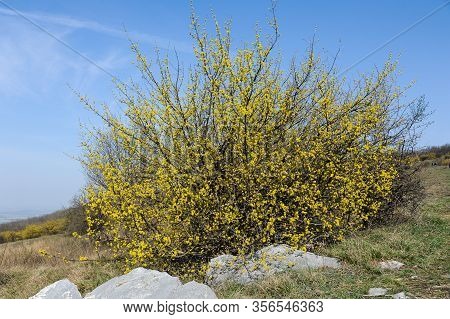 A Flowering Cornelian Cherry Dogwood (cornus Mas) On A Sunny Day In Springtime