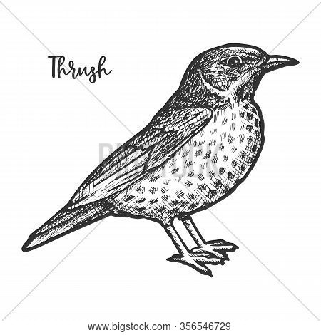 Hand Drawn Thrush Or Turdidae Animal Sketch.