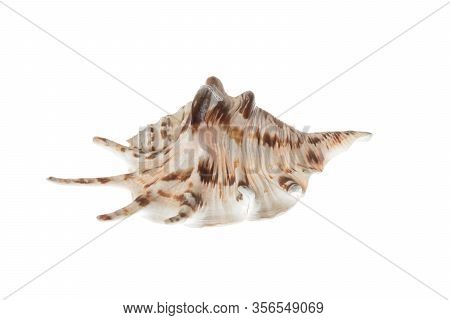 Seashell With Brown Patterns, Isolated On White Background