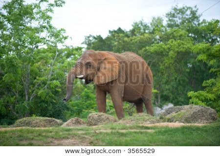 Elefant