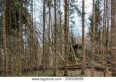 Broken Trees After A Big Storm With Big Squalls