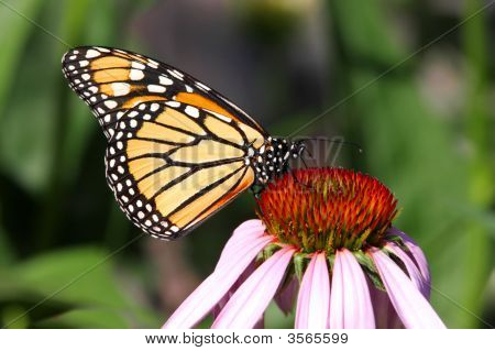 Monarch motýl (Danaos Plexippus)