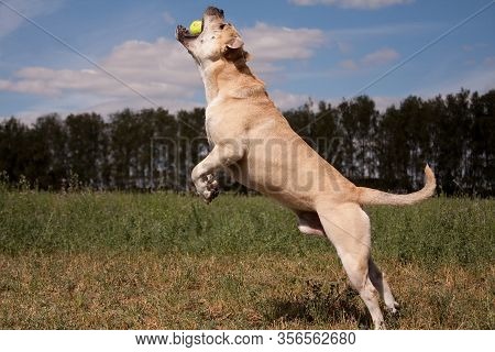 Cadebo Dog; Fawn In Summer; Jumps And Catches A Yellow Tennis Ball; Swiftly Up; Among Green Grass; A