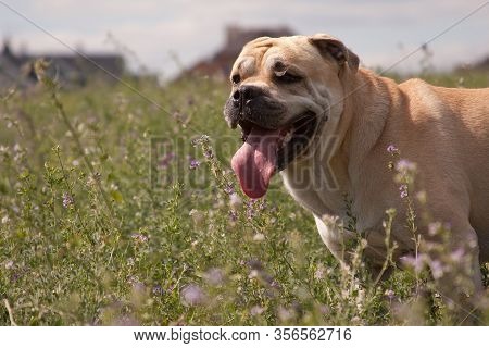 Romantic Dog Of Breed Cadebo, Fawn In Summer Among Butterflies And Wildflowers, Green Grass, Against