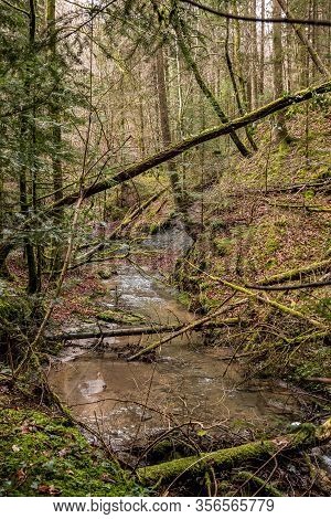Little Creek Down The Canyon In The Middle Of The Green Forest