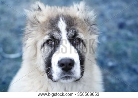 Cute Caucasian Shepherd Puppy. Caucasian Shepherd Dog Is 4 Month.