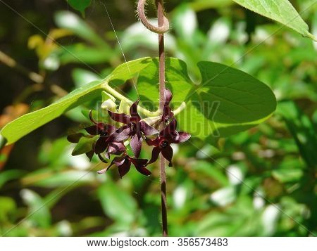 Also Known As The Florida Spiny Pod, This Florida Milkvine Is Endangered In The State. A Plant In Th