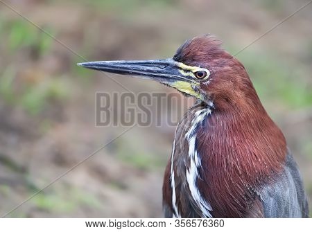 Close Up Of A Tiger Heron (tigrisoma Lineatum), Pantanal, Brazil.