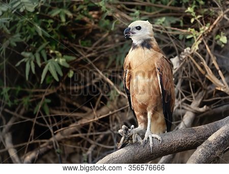 Close Up Of A Black-collared Hawk Perched On A Tree Branch, Pantanal, Brazil.