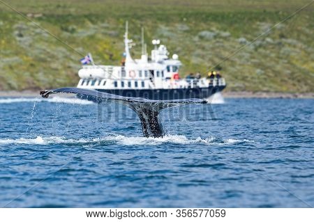 Traveling Boat Watching Humpback Whale Breaching Sea Surface