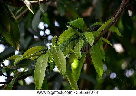 Leaf Of Mango Green On The Trees In The Field