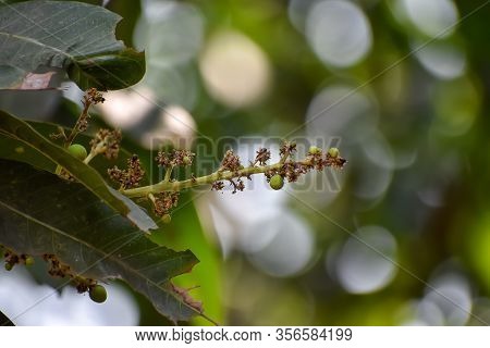 Flowers And Buds Of Mangifera Indica, Commonly Known As Mango With Green Leaves