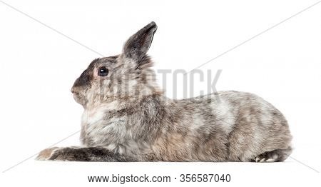 Side view of a domestic rabbit lying, isolated on white