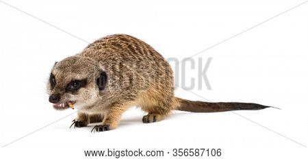 Suricate chewing food, isolated on white