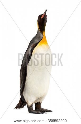 king penguin standing in front of a white background
