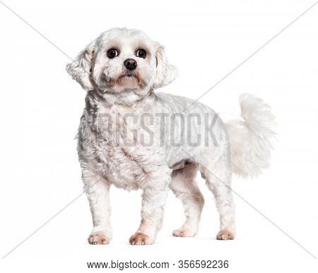 Standing Bichon dog, isolated on white