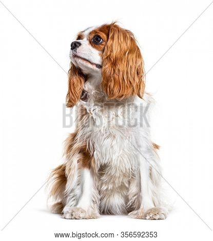 Cavalier King Charles Spaniel looking up, isolated on white