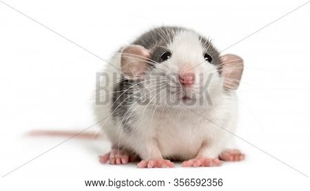 Front view of a rat lying, isolated on white