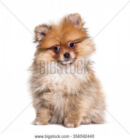 Young Pomeranian staring at the camera, isolated on white