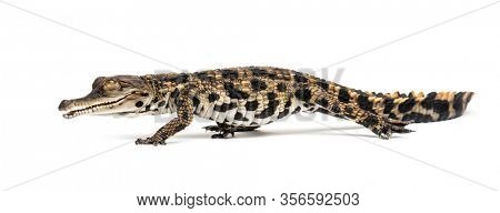 Walking Young West African slender-snouted crocodile, Mecistops cataphractus, isolated on white