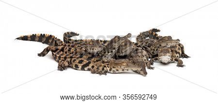 Group of Young West African slender-snouted crocodile, Mecistops cataphractus, isolated on white