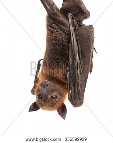 Lyle's flying fox hanging from a branch, Pteropus lylei, isolated