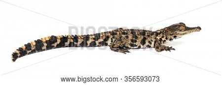 Young West African slender-snouted crocodile, Mecistops cataphractus, isolated on white