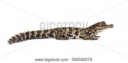 Young West African slender-snouted crocodile, Mecistops cataphractus, isolated on white
