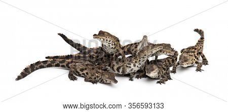 Group of Young West African slender-snouted crocodile, Mecistops cataphractus, isolated on white