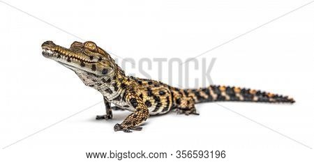 Young West African slender-snouted crocodile, Mecistops cataphractus, isolated on white