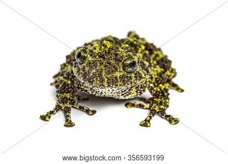 Mossy frog, Theloderma corticale, isolated on white