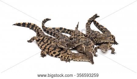 Group of Young West African slender-snouted crocodile, Mecistops cataphractus, isolated on white