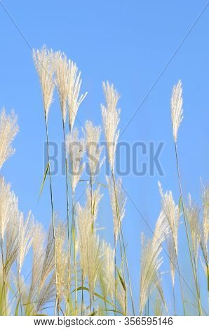 Amur Silvergrass (miscanthus Sacchariflorus), Is A Genus Of African, Eurasian, And Pacific Island Pl