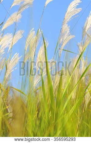 Amur Silvergrass (miscanthus Sacchariflorus), Is A Genus Of African, Eurasian, And Pacific Island Pl