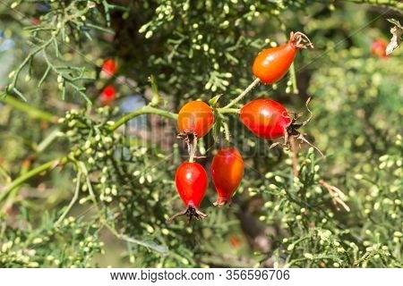 Branch With Rosehip Fruit That Grows Wild In The Argentine Mountains