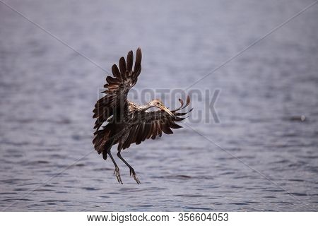 Flying Limpkin Aramus Guarauna Over A Marsh And Forages For Food In The Myakka River In Sarasota, Fl