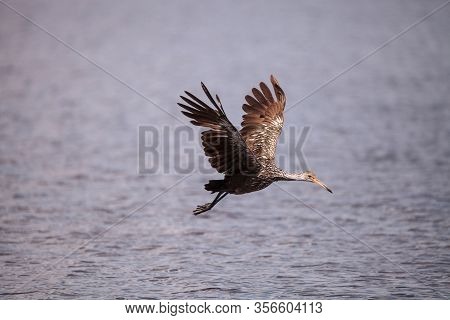 Flying Limpkin Aramus Guarauna Over A Marsh And Forages For Food In The Myakka River In Sarasota, Fl