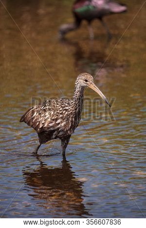 Limpkin Aramus Guarauna Wades Through A Marsh And Forages For Food In The Myakka River In Sarasota, 